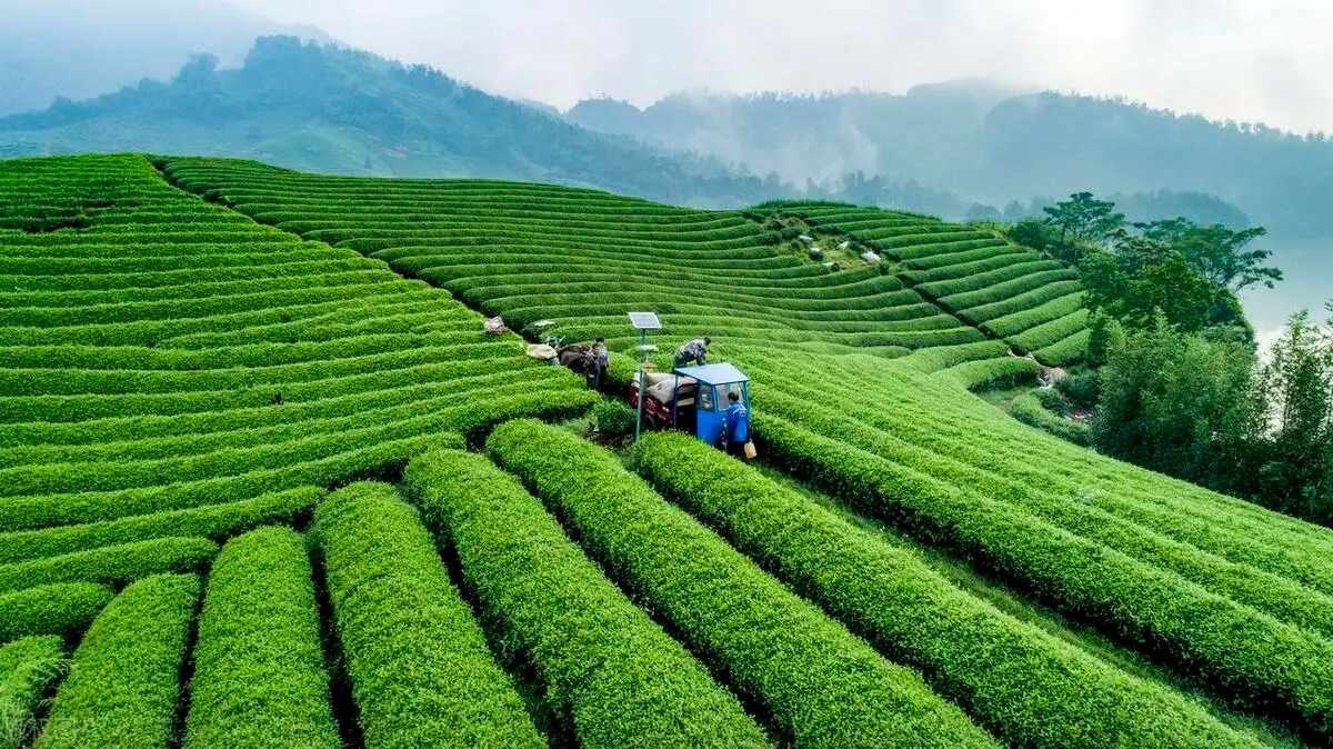 贵州正安璞贵茶业有限公司数字生态化茶园建设项目